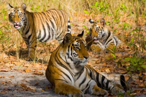 Golden Triangle Ranthambore